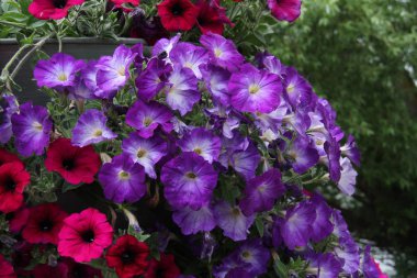 Güzel çiçeklerin açık havada seçici odak 