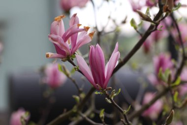 Açık havada güzel çiçekler ile dalları, çiçeklenme ağacı