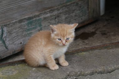 Küçük sevimli zencefil Kitty, yakın çekim
