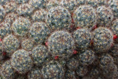 Kreşte kaktüs / Dikenli bitkiler 