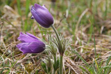 Violet doğal güzel çiçekler 