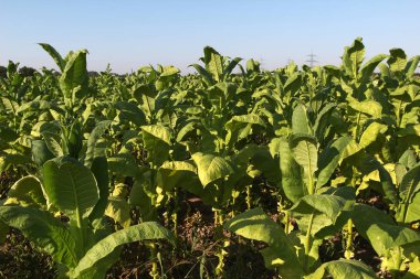 Alan ve ağaçlar ile güzel kırsal manzara 