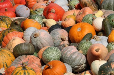 Kabaklar arka plan tam çerçeve görüntü 