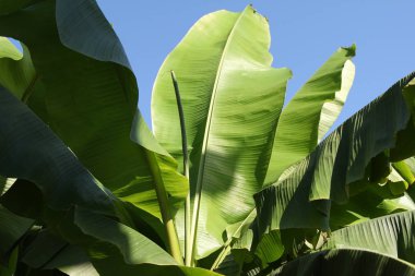 Palmiye / Muz ağacı yaprakları 