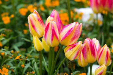 Güzel Lale açık havada seçici odak 