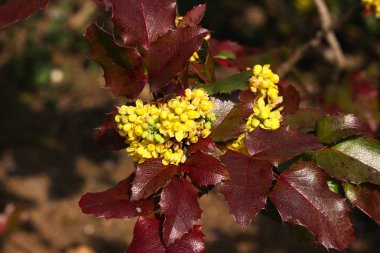 Sarı taze çiçekler, yakın çekim.