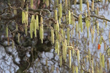 Bahar / Ağaçta Küpe 
