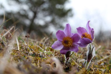 Violet doğal güzel çiçekler 