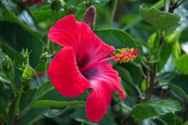 Çiçek açan çiçek Makro ateş