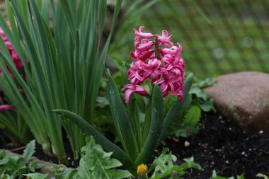 Pembe güzel çiçekler, görüntü yakın 