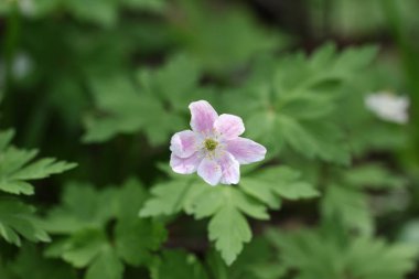 Çiçek açan çiçek makro çekim