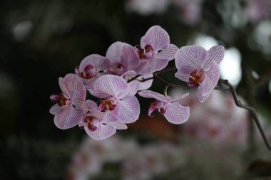 Çiçek açan pembe çiçekler, yakın çekim