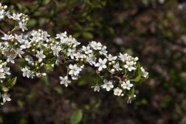 Beyaz güzel çiçekler seçici odak 