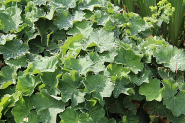 Güneşte genç yapraklar