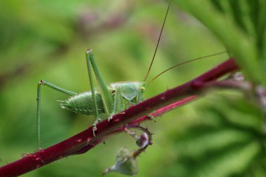 Yeşil Locust bir bitkinin sapı üzerinde oturan