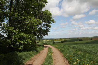 Alan ve ağaçlar ile güzel kırsal manzara 