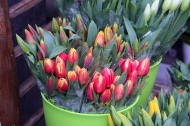 Güzel çiçek açan laleler, yakın