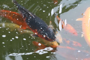 Gölde yüzen japon balıkları 