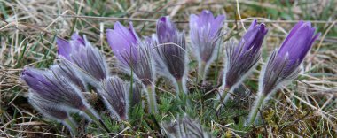 Violet doğal güzel çiçekler 