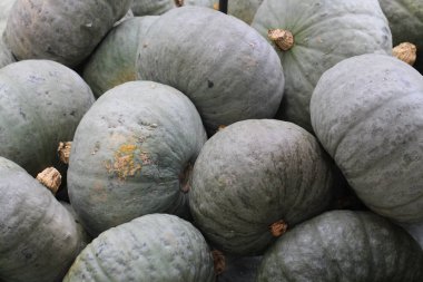 Kabak / çok renkli dekoratif kabaklar Sonbahar Festivali