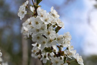 Ağaç, çiçek açan çiçekler kadar açık havada kapatın 