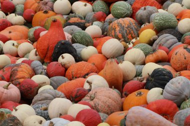 Kabaklar arka plan tam çerçeve görüntü 