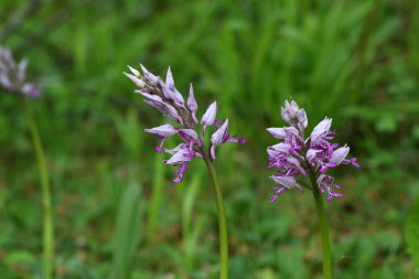 Çiçeklenme çiçekler makro ateş 