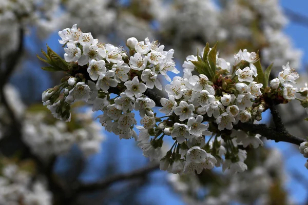 Branches Beautiful Flowers Outdoors Blooming Tree — Stock Photo, Image