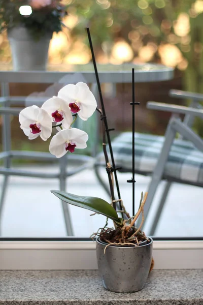 Windowsill Dengan Bunga Vas — Stok Foto