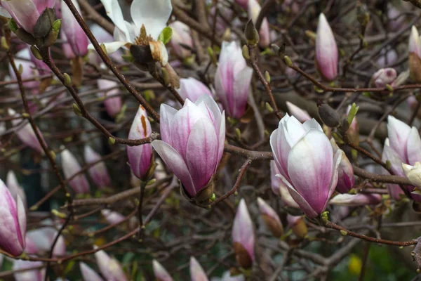 Pembe Manolya Çiçek Çiçek Açan Ağaç — Stok fotoğraf