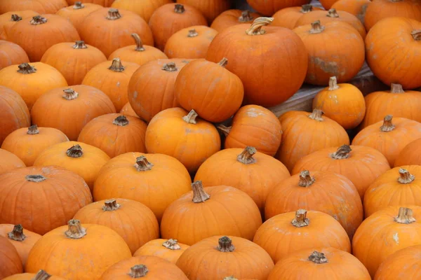 Pile Fond Citrouilles — Photo