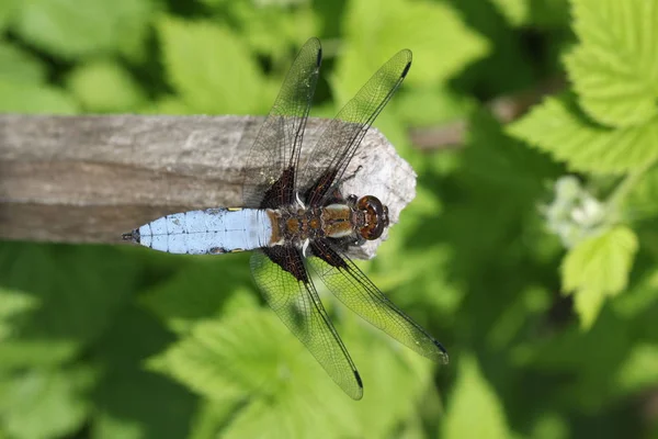 Libellule Libellule Assis Sur Brin Herbe — Photo