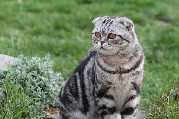Adorable British Tabby Cat — Stock Photo, Image