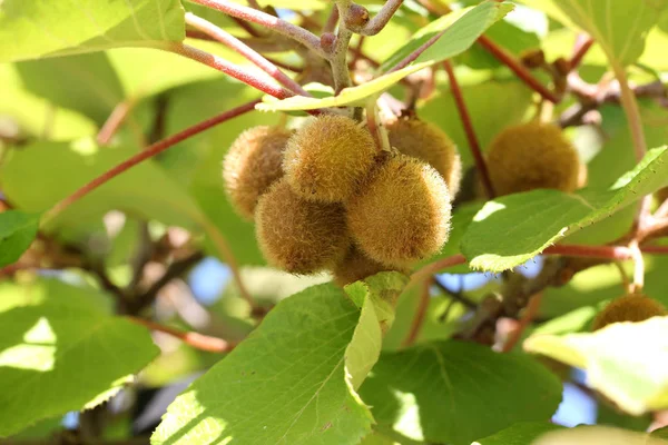 Kiwi Frutti Maturano Giardino — Foto Stock