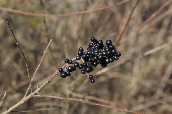 Bacche Nere Rami Cespugli Nella Foresta — Foto Stock