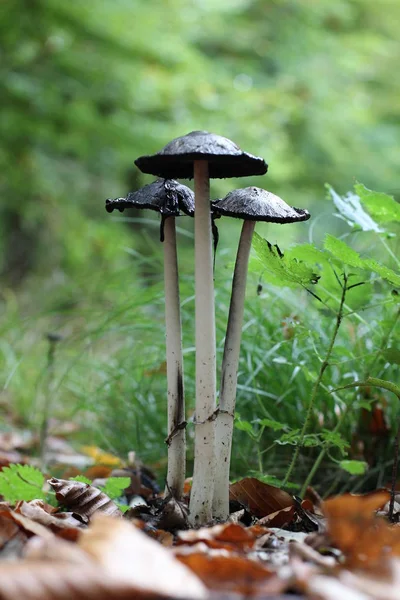 Mushrooms Forest — Stock Photo, Image