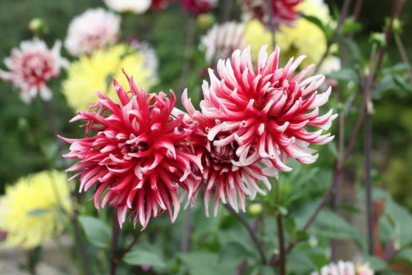 Blühende Rosa Blüten Nahaufnahme Austrieb — Stockfoto