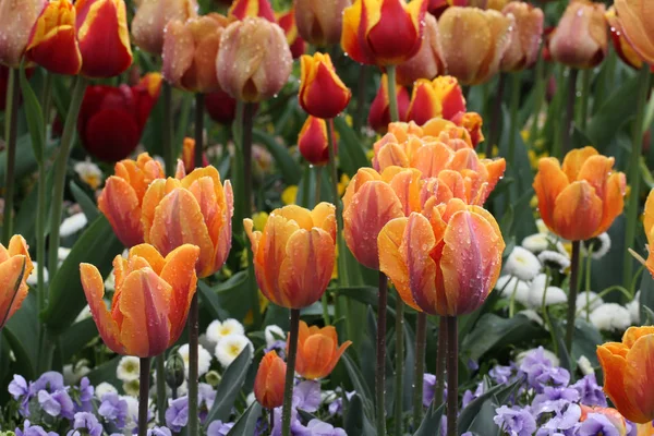 Selectieve Aandacht Van Mooie Tulpen Buitenshuis — Stockfoto