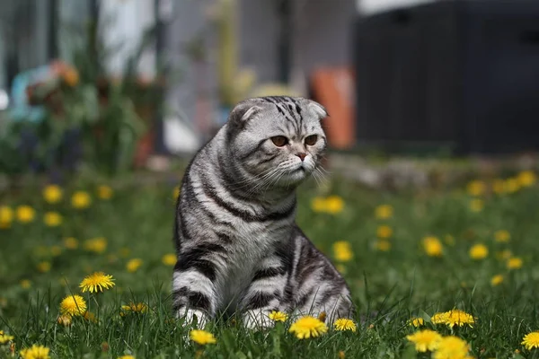 British Shorthair Green Meadow Yellow Flowers — Stock Photo, Image