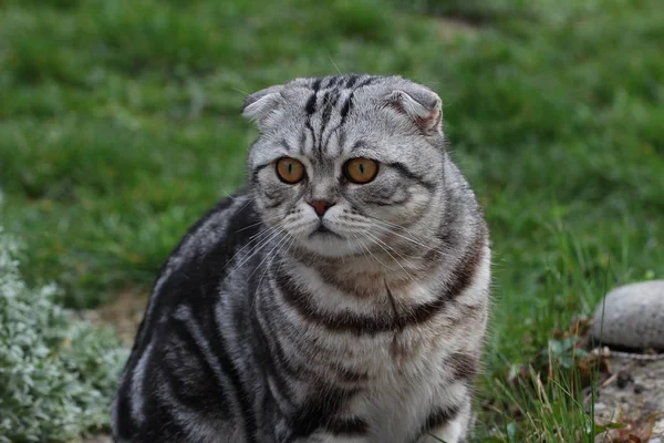 Sevimli Ngiliz Tabby Kedi — Stok fotoğraf