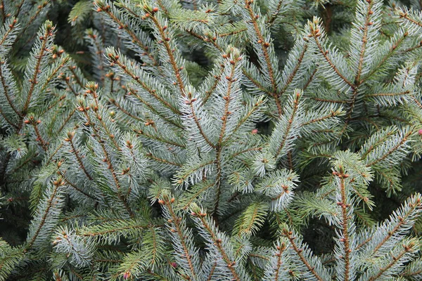 Groene dennenboom in het naaldbos — Stockfoto