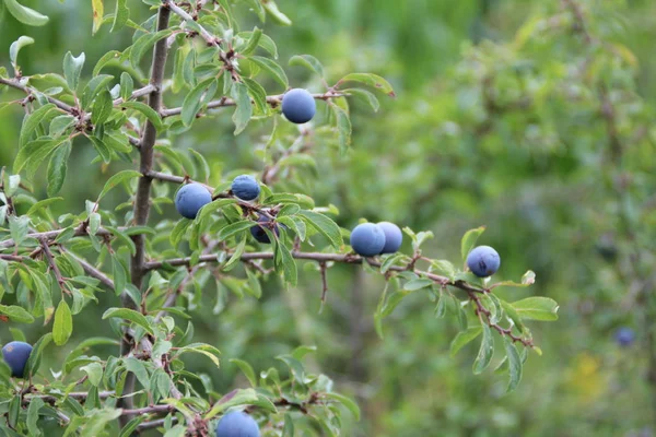 Le bacche azzurre di biancospino maturano su cespugli — Foto Stock