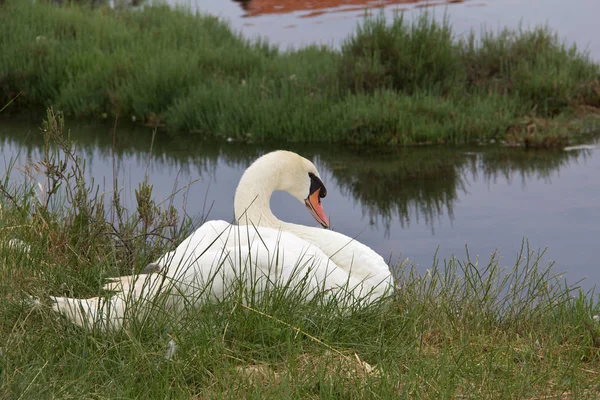 White Swan White Swan Floating Lake — Stock Photo, Image