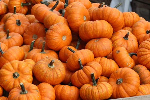 Image Plein Cadre Fond Citrouilles Orange — Photo