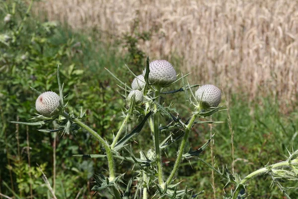 Bloeiende Bloemen Buitenshuis Onscherpe Achtergrond — Stockfoto