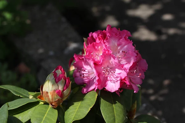 Różowe Piękne Kwiaty Zbliżenie Obrazu — Zdjęcie stockowe