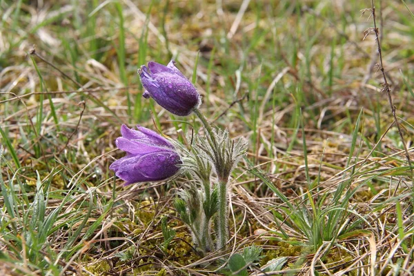 Violet doğal güzel çiçekler 