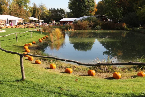 Pumpkins Multicolored Decorative Pumpkins Autumn Festival — Stock Photo, Image