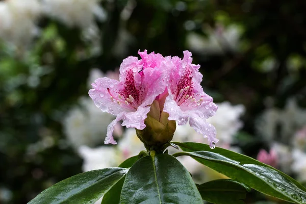 盛开的粉红色花朵 特写拍摄 — 图库照片