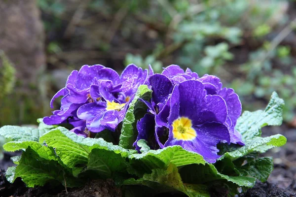 紫罗兰自然美丽的花朵 — 图库照片